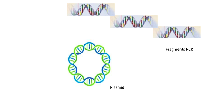 plasmid fragent pcr