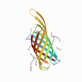 OprF proteinstructure